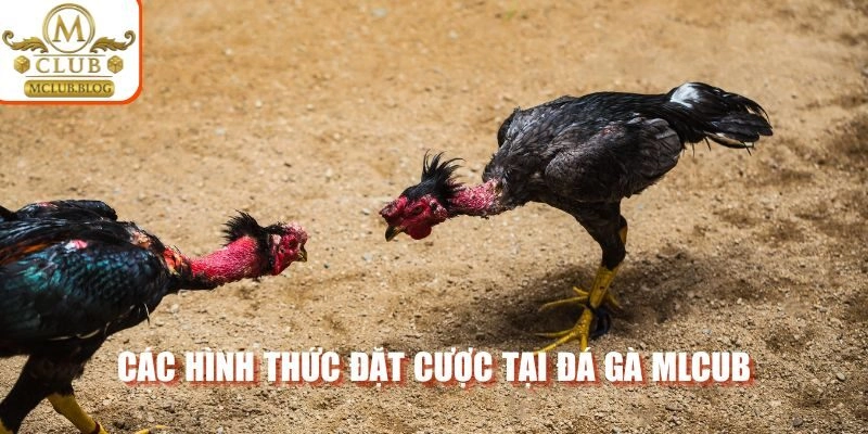 Các hình thức đặt cược tại đá gà Mclub