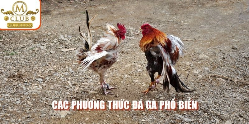 Các phương thức đá gà phổ biến