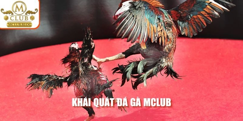 Khái quát đá gà Mclub