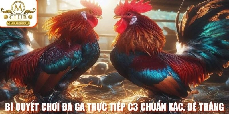 Bí quyết chơi đá gà trực tiếp C3 chuẩn xác, dễ thắng