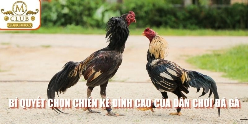 Bí quyết chọn chiến kê đỉnh cao của dân chơi đá gà
