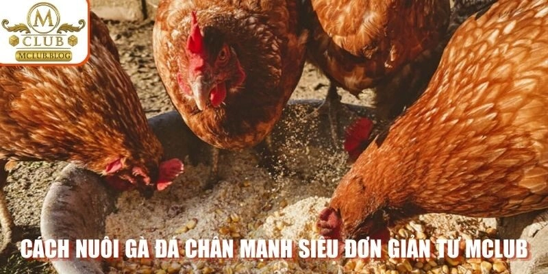 Cách nuôi gà đá chân mạnh siêu đơn giản từ Mclub