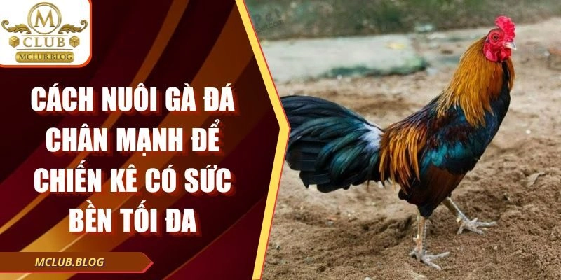 Cách Nuôi Gà Đá Chân Mạnh Để Chiến Kê Có Sức Bền Tối Đa