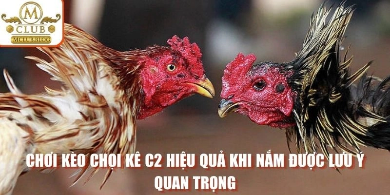 Chơi kèo chọi kê C2 hiệu quả khi nắm được lưu ý quan trọng