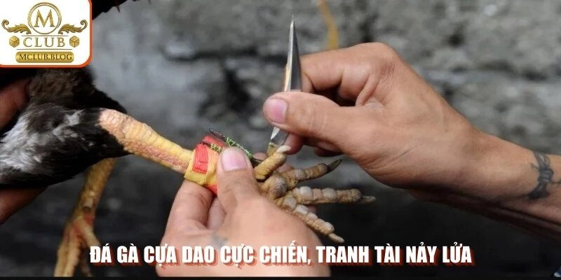 Đá gà cựa dao cực chiến, tranh tài nảy lửa