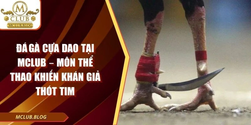 Đá Gà Cựa Dao Mclub – Môn Thể Thao Khiến Khán Giả Thót Tim