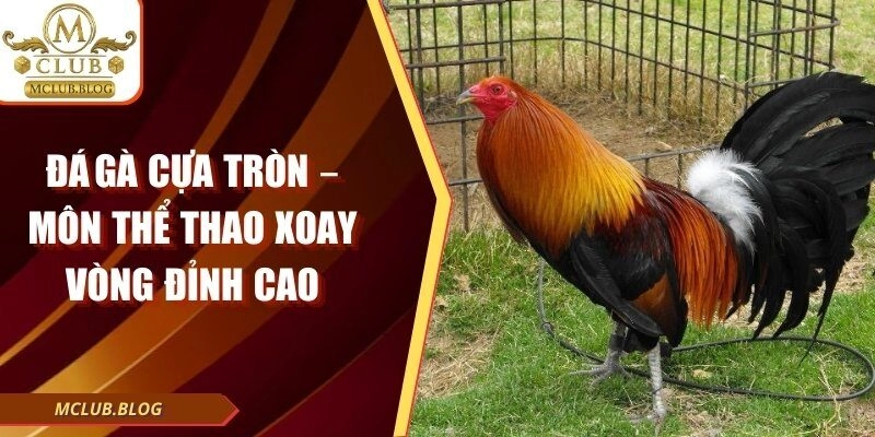 Đá Gà Cựa Tròn – Môn Thể Thao Đối Kháng Cực Đỉnh Cao