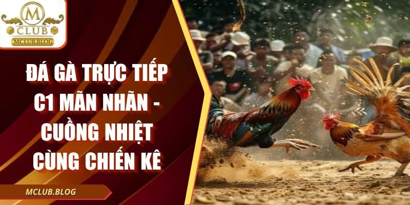 Đá Gà Trực Tiếp C1 Mãn Nhãn – Cuồng Nhiệt Cùng Chiến Kê