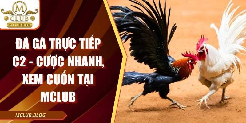 Đá Gà Trực Tiếp C2 – Cược Nhanh, Xem Cuốn Tại Mclub