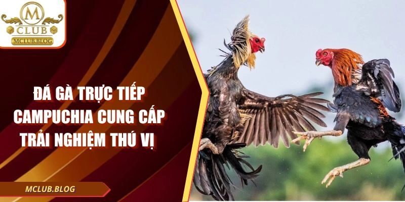 Đá Gà Trực Tiếp Campuchia Cung Cấp Trải Nghiệm Thú Vị
