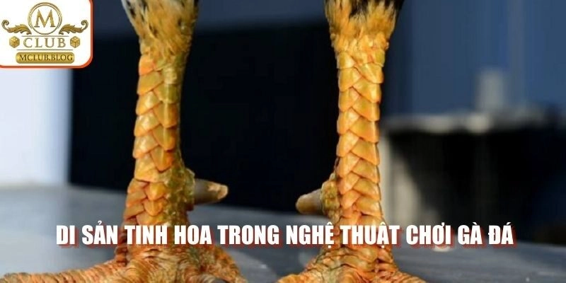 Di sản tinh hoa trong nghệ thuật chơi gà đá