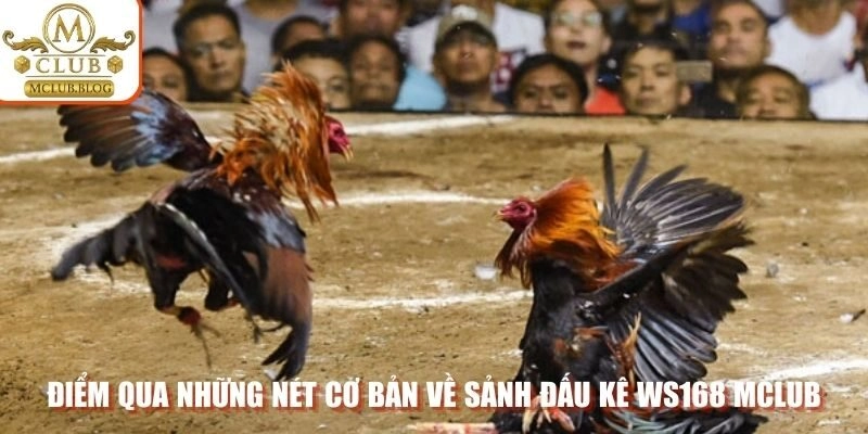 Điểm qua những nét cơ bản về sảnh đấu kê WS168 Mclub