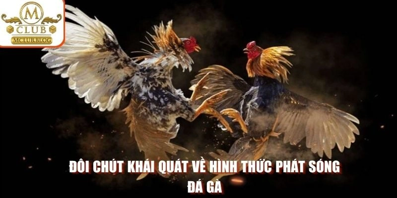 Đôi chút khái quát về hình thức phát sóng đá gà