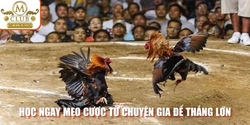 Học ngay mẹo cược từ chuyên gia để thắng lớn