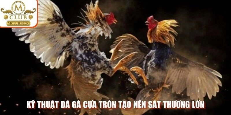 Kỹ thuật đá gà cựa tròn tạo nên sát thương lớn