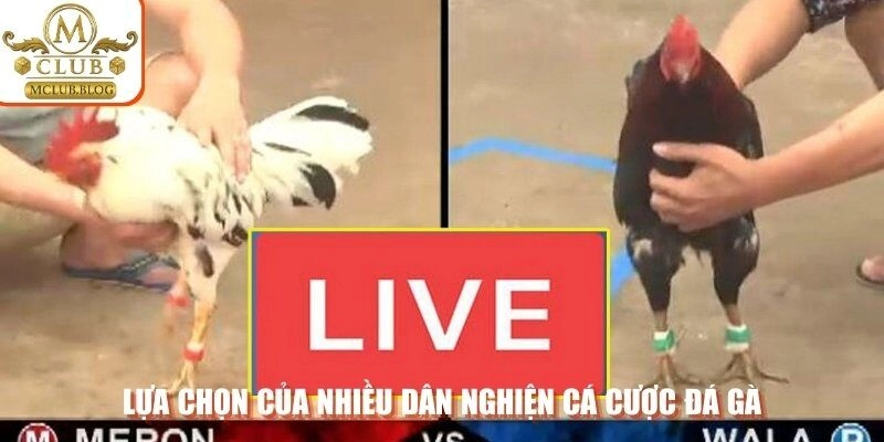 Lựa chọn của nhiều dân nghiện cá cược đá gà