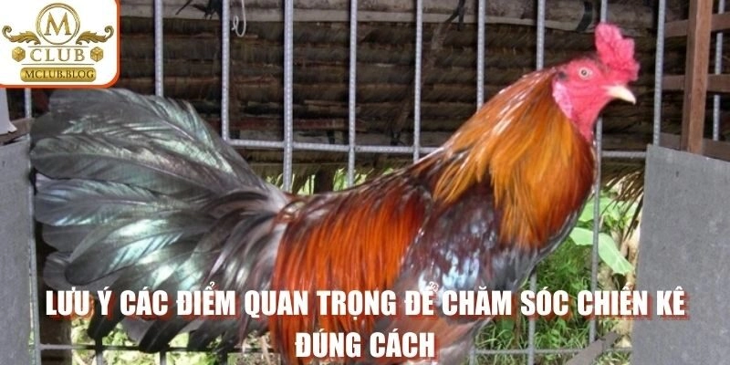 Lưu ý các điểm quan trọng để chăm sóc chiến kê đúng cách