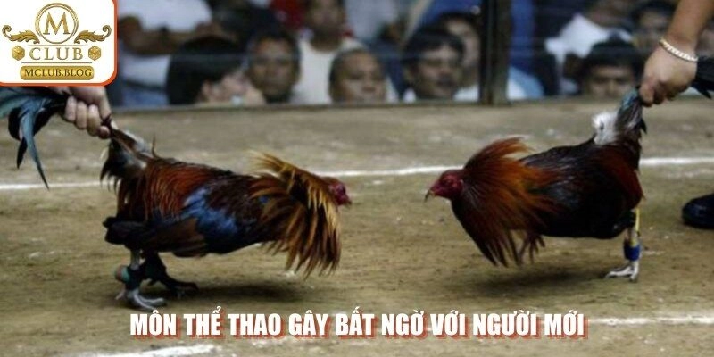 Môn thể thao gây bất ngờ với người mới