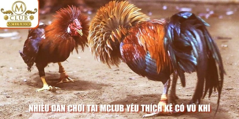 Nhiều dân chơi tại Mclub yêu thích kê có vũ khí