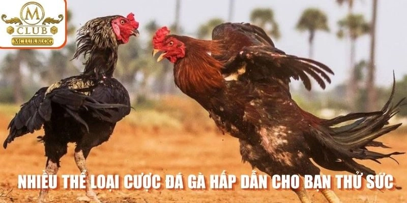 Nhiều thể loại cược đá gà hấp dẫn cho bạn thử sức