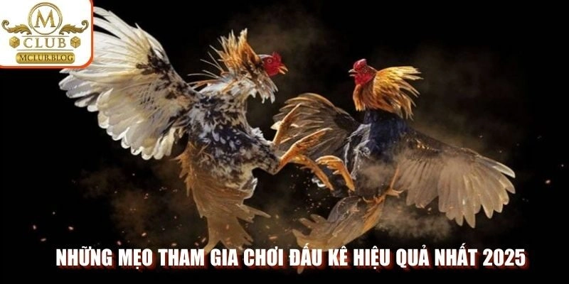 Những mẹo tham gia chơi đấu kê hiệu quả nhất 2025