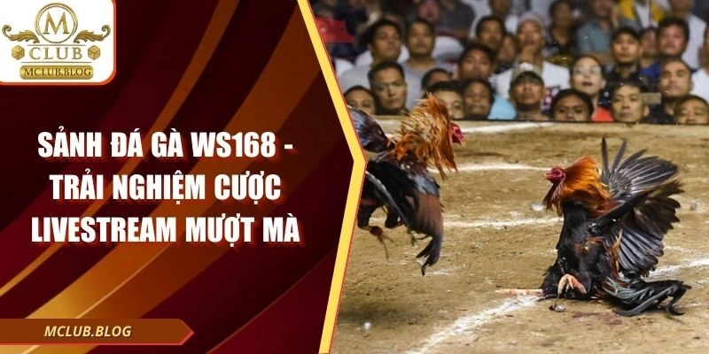 Sảnh Đá Gà WS168 - Trải Nghiệm Cược Livestream Mượt Mà