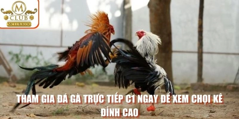 Tham gia đá gà trực tiếp C1 ngay để xem chọi kê đỉnh cao