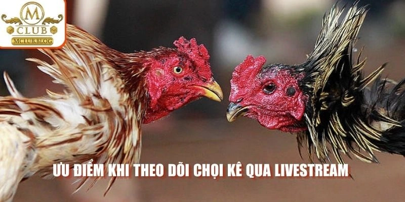 Ưu điểm khi theo dõi chọi kê qua livestream