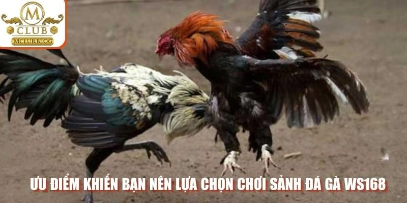 Ưu điểm khiến bạn nên lựa chọn chơi sảnh đá gà WS168