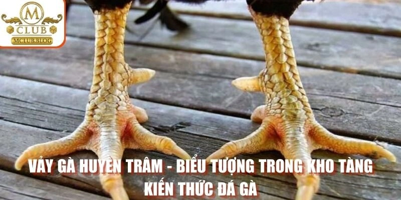 Vảy gà huyền trâm - biểu tượng trong kho tàng kiến thức đá gà
