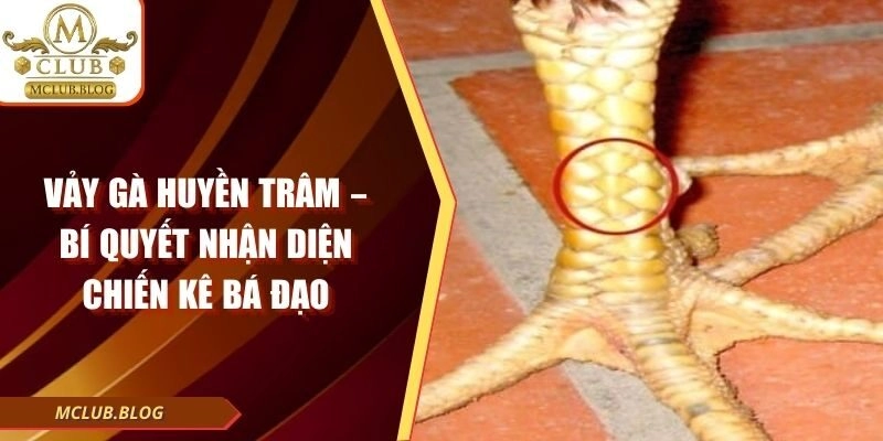 Vảy Gà Huyền Trâm – Bí Quyết Nhận Diện Chiến Kê Bá Đạo