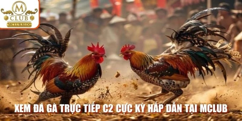 Xem đá gà trực tiếp C2 cực kỳ hấp dẫn tại Mclub